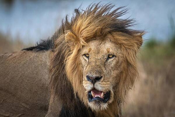 Lion Art Print featuring the photograph The Ancient Warrior by Jeffrey C. Sink