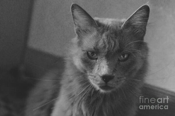 Angry Art Print featuring the photograph The angry cat - black and white by Yavor Mihaylov