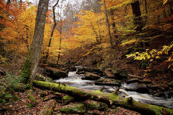 Fall Art Print featuring the photograph The Beauty of Fall - Ricketts Glen in PA by Rose Guinther