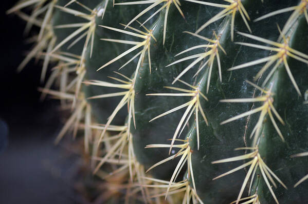 Cactus Art Print featuring the photograph The Cactus by Lisa Burbach