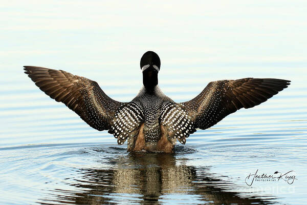 Loon Art Print featuring the photograph The conductor by Heather King