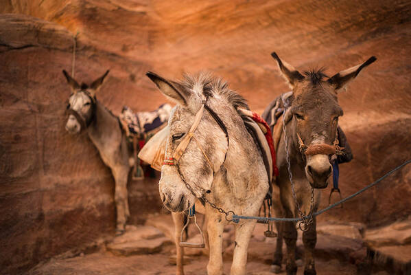 Petra Art Print featuring the photograph The Donkeys Of Petra by Elizabeth Cowle