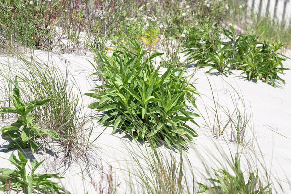 Plant Life Art Print featuring the photograph The Dunes 13 by David Stasiak