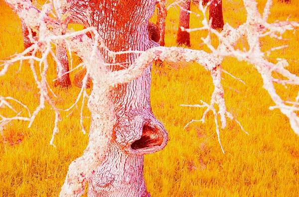 Tree Art Print featuring the photograph The Eating Tree #2 by Marty Klar