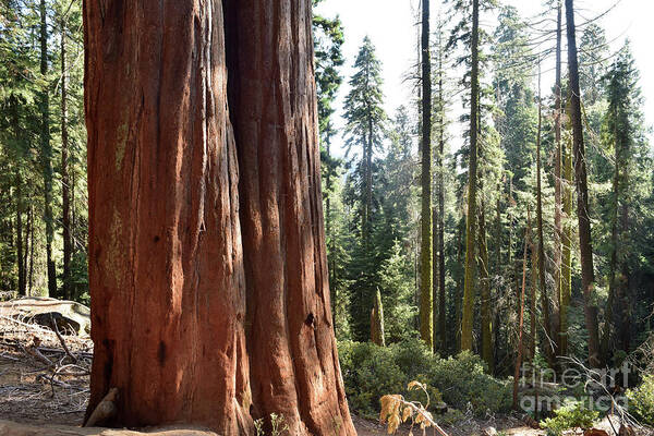 Sequoia Art Print featuring the photograph The Elder by Leslie M Browning