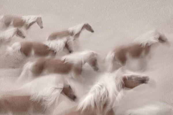 Haflinger Art Print featuring the photograph The Foam Of The Wave by Martine Benezech