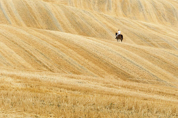 Horse Art Print featuring the photograph The Golden Fields Of Tuscany by Henrique Feliciano Photography