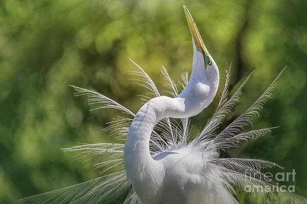  Great White Great Egrets Art Print featuring the photograph The Great White Egret Mating Dance by Mary Lou Chmura