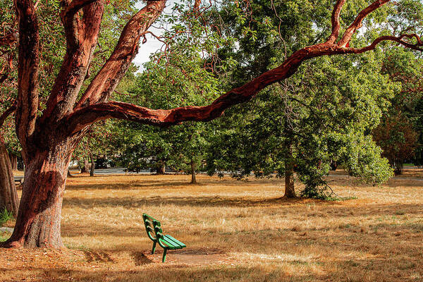Landscapes Art Print featuring the photograph The Green Bench by Claude Dalley