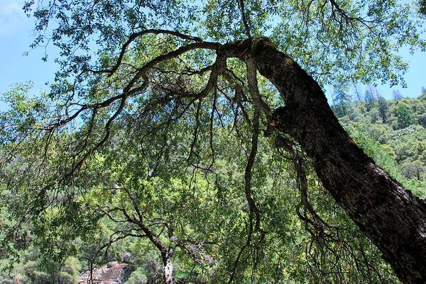 Tree Art Print featuring the photograph The Hanging Around Tree by Matt Quest