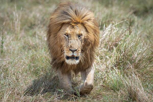 Masai Mara Art Print featuring the photograph The King Of The Jungle On The Prowl by Jeffrey C. Sink