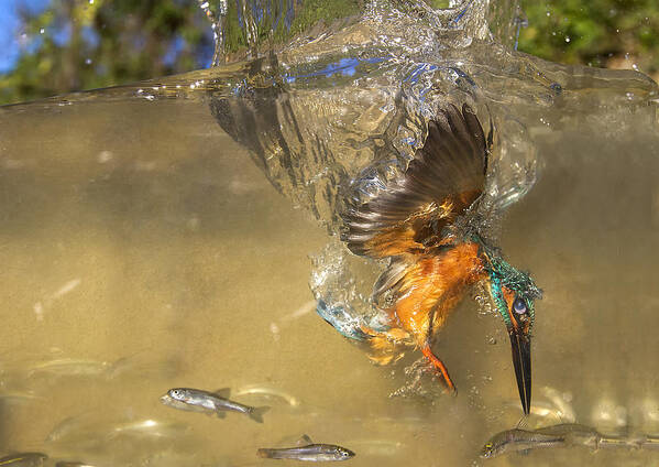 Kingfisher Art Print featuring the photograph The Last Millimeter by Marco Redaelli