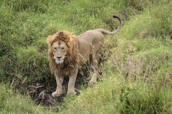 Africa Art Print featuring the photograph The Lion's Thoughtful Gaze by Mary Lee Dereske