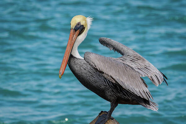 Pelican Art Print featuring the photograph The Lookout by Les Greenwood