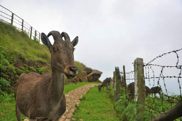 Horned Art Print featuring the photograph The Nilgiri Tahr by Akki Photography