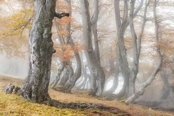 Abruzzo Art Print featuring the photograph The Old Beech Tree by Luigi Ruoppolo