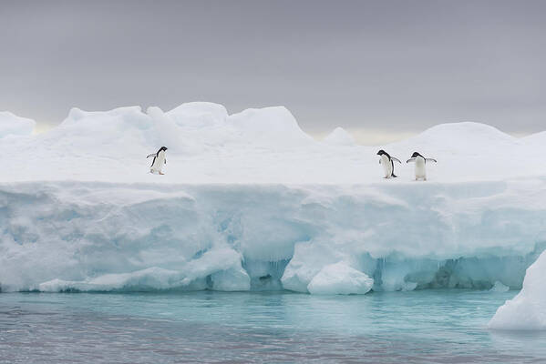 Antarctica Art Print featuring the photograph The Stage by Jos Manuel Cruz