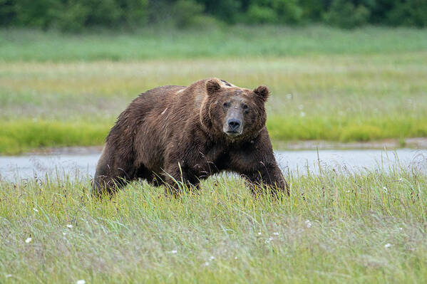 Bear Art Print featuring the photograph The Stare by Mark Hunter