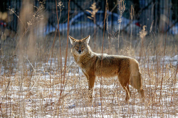Coyote Art Print featuring the photograph The Streeterville Coyote by Todd Bannor