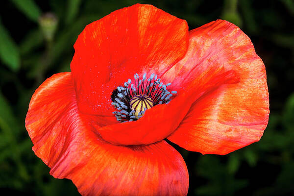 Nature Art Print featuring the photograph The Strength of the Poppy Flower by David Morefield