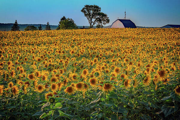 Summer Art Print featuring the photograph The Sunflower Field by Rick Berk