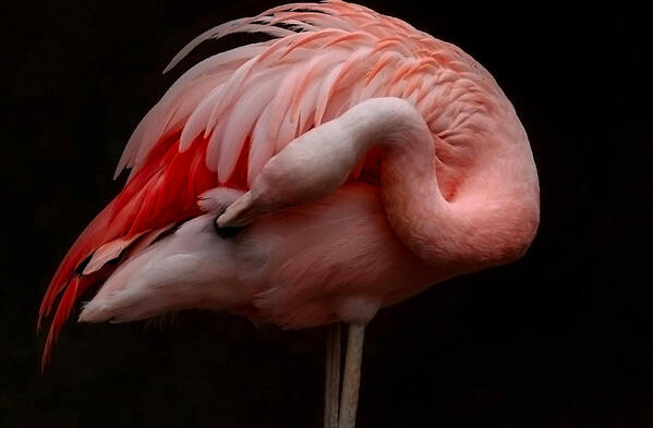 Bird
Animal
Pink
Flamingo
Wildlife Art Print featuring the photograph There Are Feathers Underneath The Feathers by Robin Wechsler