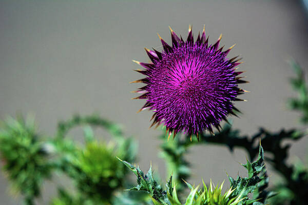 Canadian Thistle Art Print featuring the photograph Thistle Do Nicely by Douglas Wielfaert