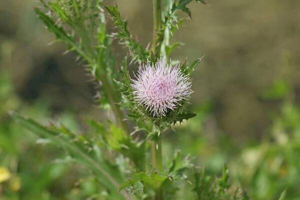 Florida Art Print featuring the photograph Thistle Flower by Lindsey Floyd