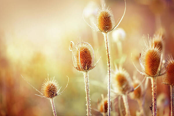Scenics Art Print featuring the photograph Thistle by Jasmina007