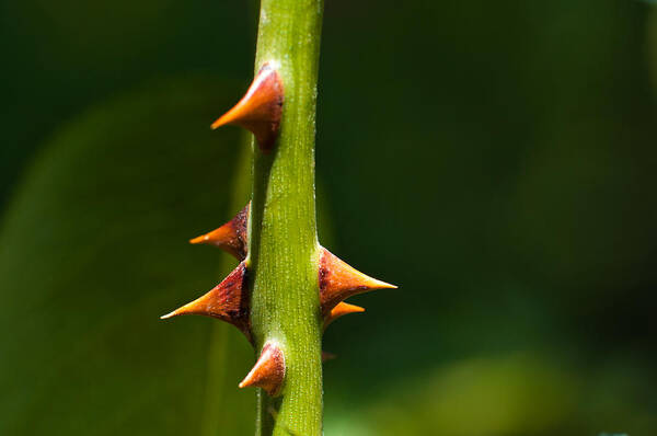 Sharp Art Print featuring the photograph Thorny Stem by Kazakov