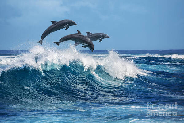 Beauty Art Print featuring the photograph Three Beautiful Dolphins Jumping by Willyam Bradberry
