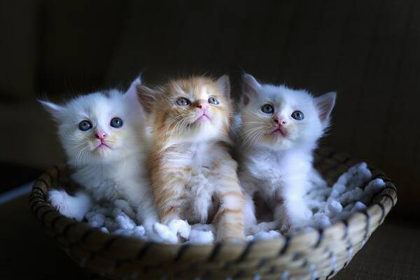 Cat Art Print featuring the photograph Three little kitties by Top Wallpapers
