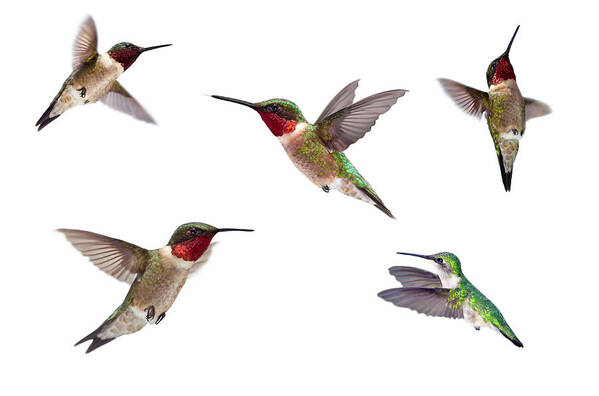 White Background Art Print featuring the photograph Three Ruby Throated Hummingbirds by Cglade