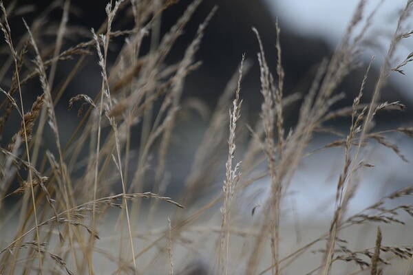 Grasses Art Print featuring the photograph Through the Grasses by Bonnie Bruno
