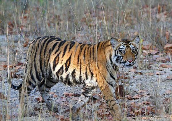 Animal Themes Art Print featuring the photograph Tiger At Bandhavgarh by Photograph By Arunsundar