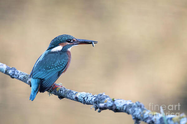 Kingfisher Art Print featuring the photograph Time to eat by Hernan Bua