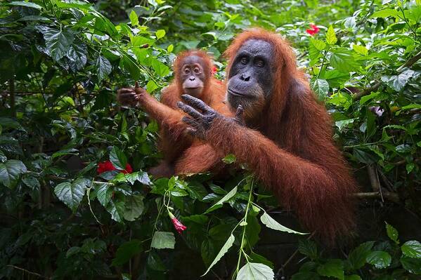 Orang
Orangutan
Apes
Ape
Big Art Print featuring the photograph Together by Marco Pozzi