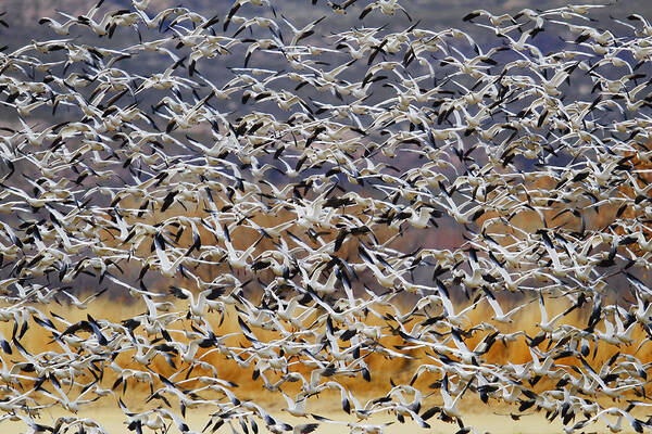 Geese Art Print featuring the photograph Togther by Phillip Chang