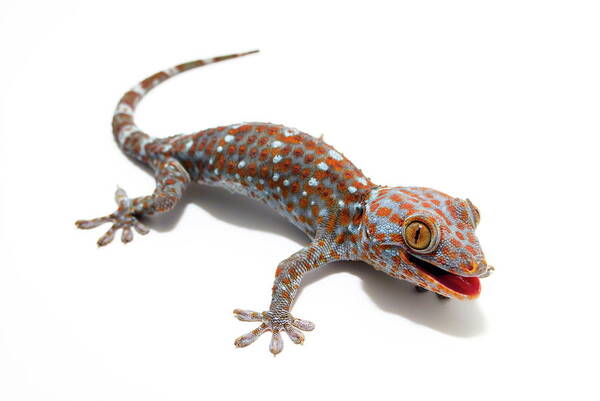 Lizard Art Print featuring the photograph Tokay Gecko by Nathan Abbott