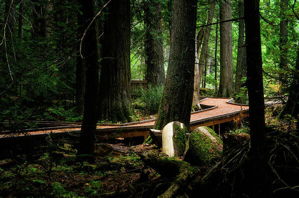 Gnp Art Print featuring the photograph Trail of the Ceders by Jake Sorensen