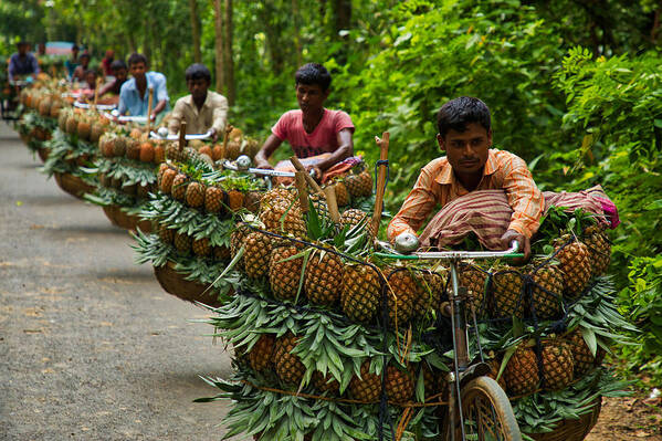 Pineapple Art Print featuring the photograph Transporting Pineapples by Azim Khan Ronnie