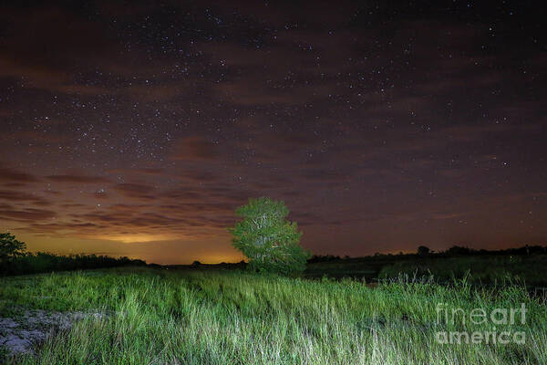 Stars Art Print featuring the photograph Tree and Starry Night by Tom Claud