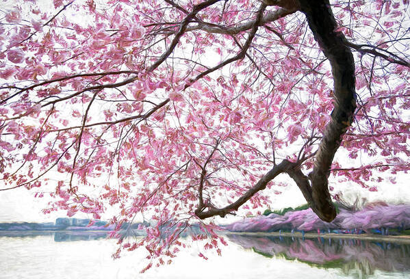 Cherry Blossoms Art Print featuring the photograph Tidal Basin Blossoms by Art Cole