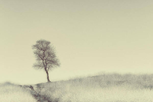 Landscape Art Print featuring the photograph Tree On Top by Jaap Van Den Helm