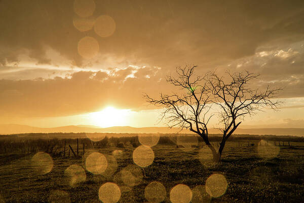 Sunset Art Print featuring the photograph Tree Sunset by Wesley Aston