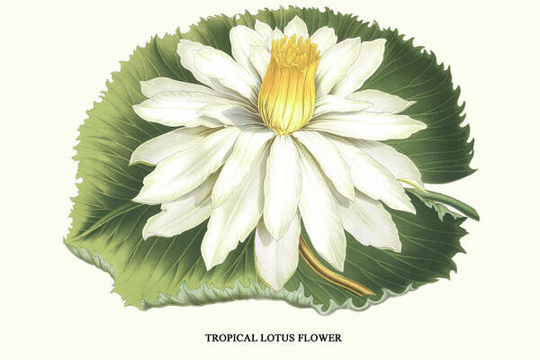 Botany Art Print featuring the painting Tropical Lotus Flower by Louis Benoit van Houtte