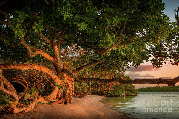 Casey Key Art Print featuring the photograph Tropical Tree at North Jetty in Venice, Florida by Liesl Walsh