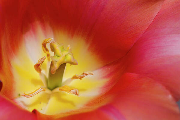 Petal Art Print featuring the photograph Tulip, Close-up by James Gritz