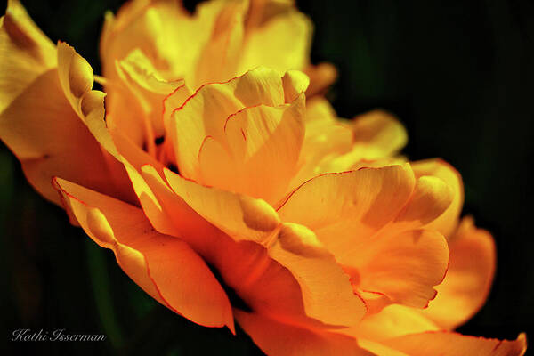 Brookside Gardens Art Print featuring the photograph Tulip Exposed by Kathi Isserman