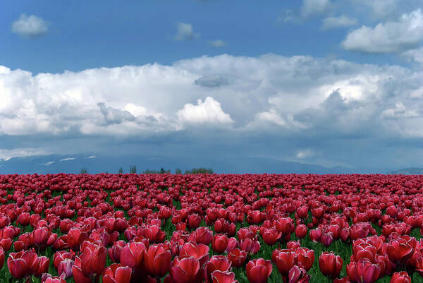 Large Group Of Objects Art Print featuring the photograph Tulips Festival by Simon Yu
